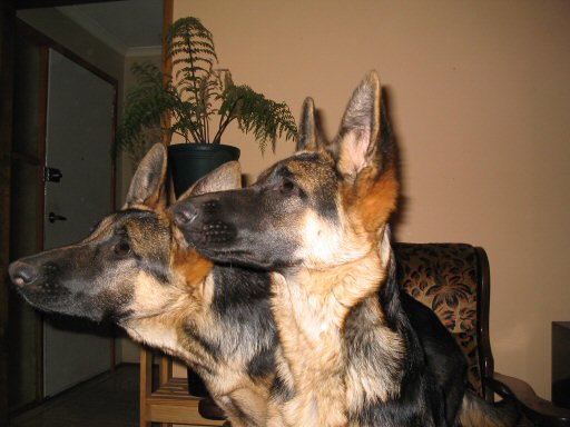 Jazz & Ziggi