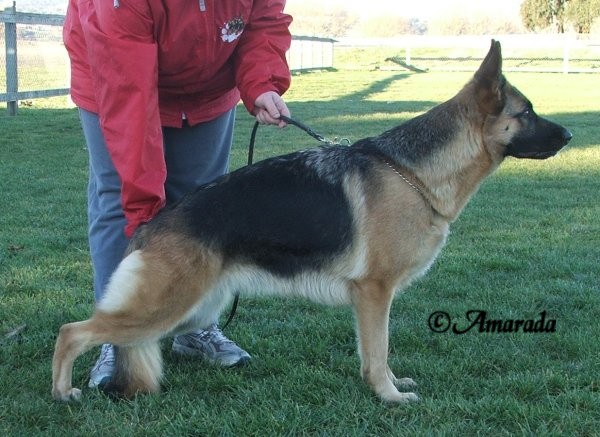 *Amarada Dirty Dancing AZ - Excellent Merit @ 25 Months old