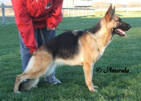*Spellbinda Niketa AZ BSCL.1 - Excellent @ 24 Months