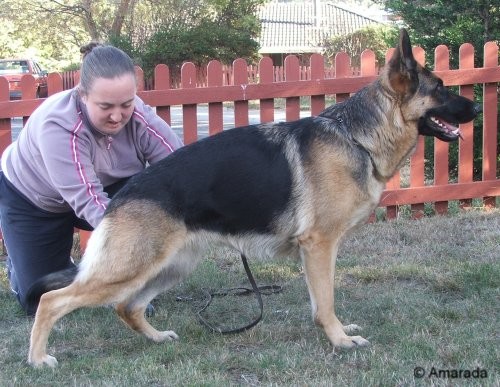 *Amarada Criss Cross 'AZ' BSCL.1 - Multi Excellent @ 2 Years 4 months