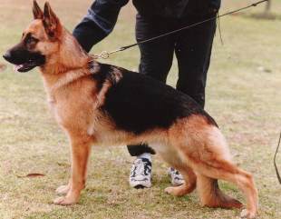 Meg's Sire: *Ambala Richocet AZ H.neg