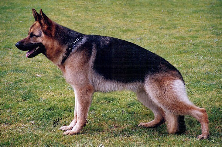 Sire: *Spellbinda High N Mighty AZ H.neg - Multi Excellent