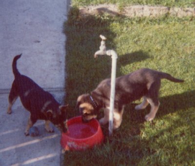 Duchess & Friend