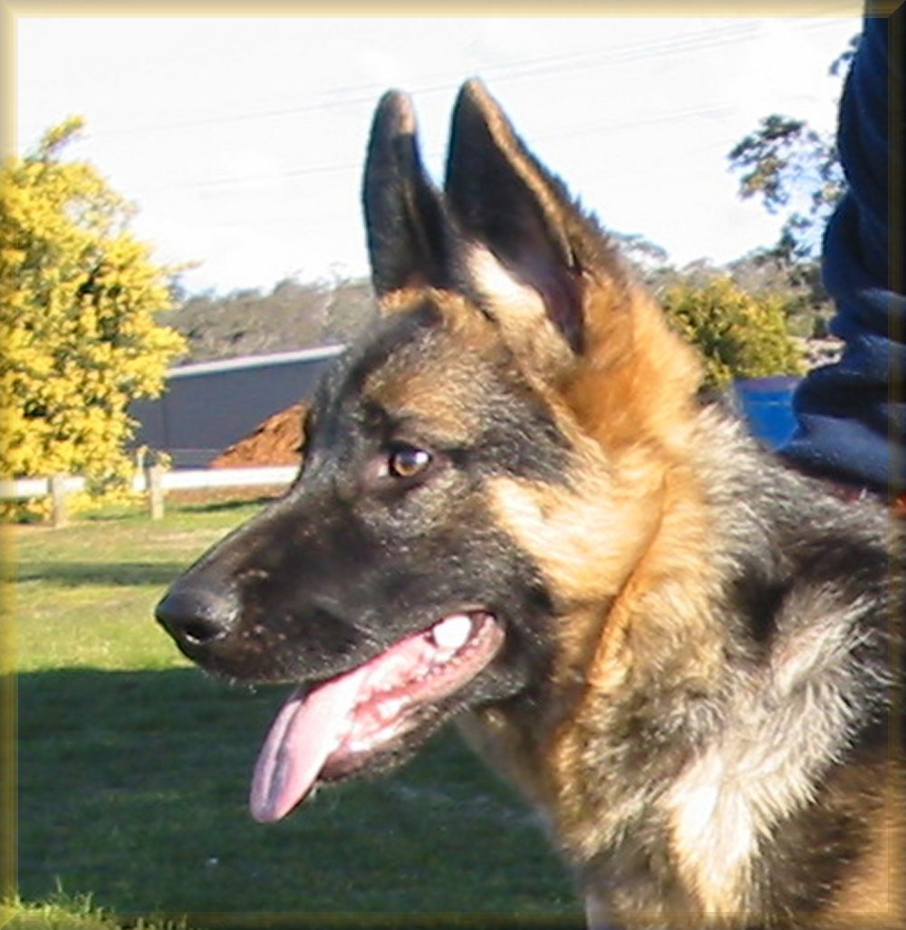 *Amarada Dirty Dancing AZ ET BSCL.1 - Excellent Merit @ 5 months