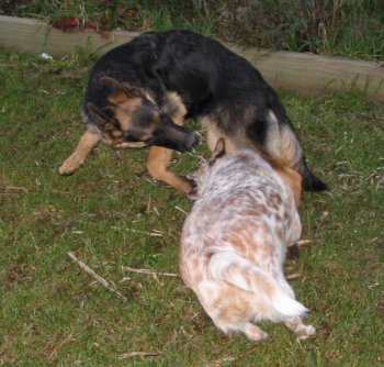 Hardy & Stella