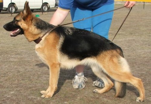 *Amarada Dirty Dancing AZ ET BSCL.1 - Excellent Merit @ 12.5 Months