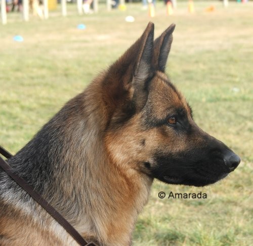 *Spellbinda Lady Luck AZ ET - Multi Excellent/Excellent Merit