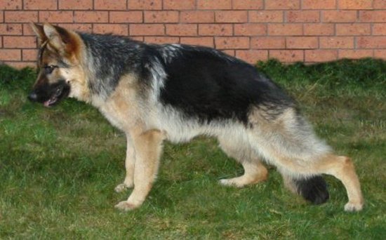 *Spellbinda Lady Luck ET AZ BSCL.1 Excellent Merit @ 7 months