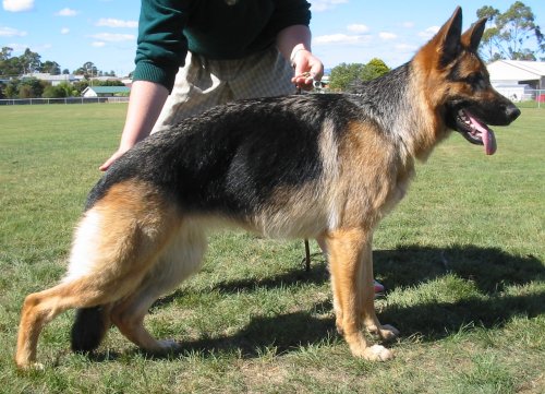 *Spellbinda Lady Luck ET AZ BSCL.1 Excellent Merit @ 10.5 Months