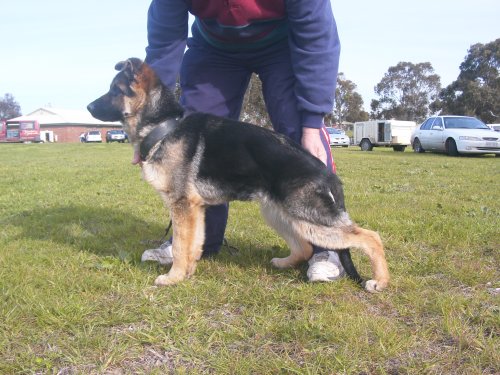 *Spellbinda Lady Luck ET AZ BSCL.1 Excellent Merit @ 4 months