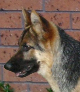 *Spellbinda Lady Luck ET AZ BSCL.1 Excellent Merit - @ 7 Months