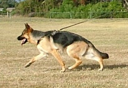 *Spellbinda Lady Luck ET AZ BSCL.1 Excellent Merit @ 11 Months