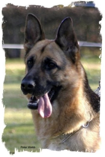 *Spellbinda Niketa AZ BSCL.1 - Excellent @ 2 years old