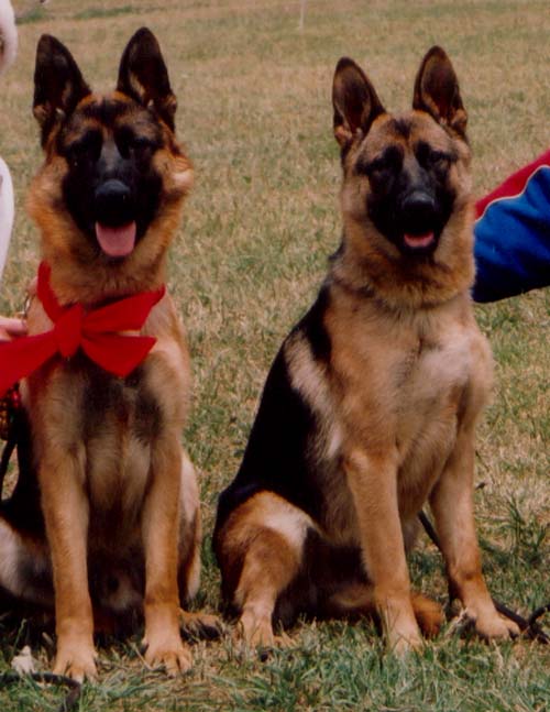 Harvey & Raffle @ 11 months