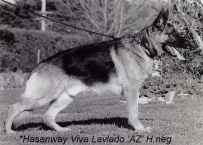 *Hasenway Viva Lavlado AZ H.neg - Multi Excellent