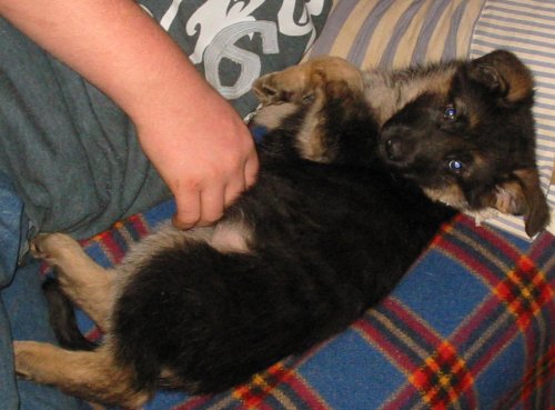 "Sharni" 'Such a hard life being a puppy.........'