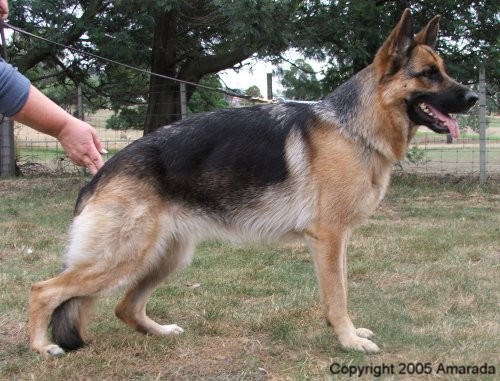 *Spellbinda Lady Luck ET 'AZ' BSCL.1 - Excellent Merit @ 25 Months