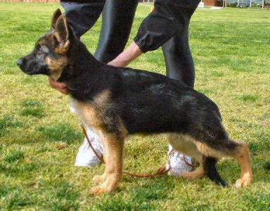 *Spellbinda Niketa AZ BSCL.1 - Excellent @ approx. 4 months