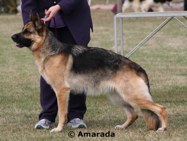 *Spellbinda Lady Luck AZ ET BSCL.1 Excellent Merit @ 3 years old
