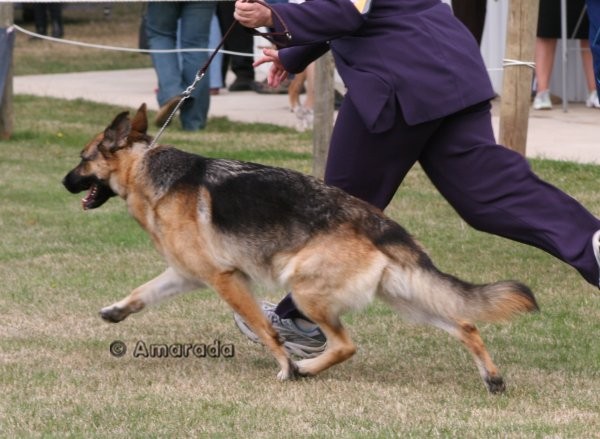 *Spellbinda Lady Luck AZ ET BSCL.1 Excellent Merit @ 3 years old