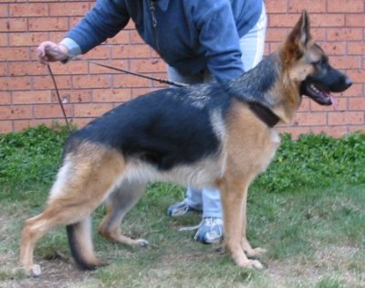 *Amarada Dirty Dancing AZ ET BSCL.1 - Excellent Merit @ 10.5 Months