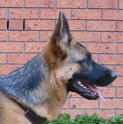 *Amarada Dirty Dancing AZ ET BSCL.1 - Excellent Merit @ 10.5 months