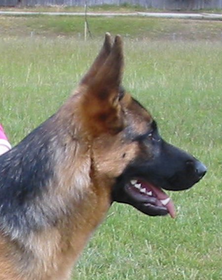 *Amarada Dirty Dancing AZ ET BSCL.1 - Excellent Merit @ 8 months, 3 weeks