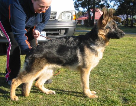 *Amarada Dirty Dancing AZ ET BSCL.1 - Excellent Merit @ 5 months