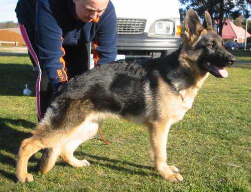 *Amarada Dirty Dancing AZ ET BSCL.1 - Excellent Merit @ 5 months