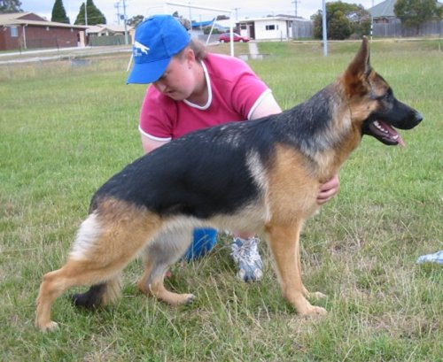 *Amarada Dirty Dancing AZ ET BSCL.1 - Excellent Merit @ 8 months, 3 weeks