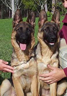 Harvey & Raffle