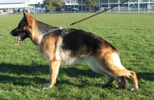 *Spellbinda Lady Luck ET AZ BSCL.1 Excellent Merit @ 28 Months