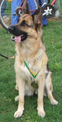 *Spellbinda Lady Luck ET AZ BSCl.1 Excellent Merit gaining her ET title