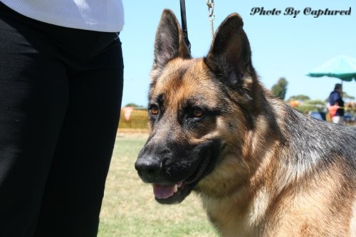 *Spellbinda Lady Luck AZ ET BSCL.1 Excellent Merit @ 34 Months