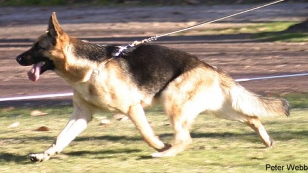 *Spellbinda Niketa AZ BSCL.1 - Excellent at 2 years old