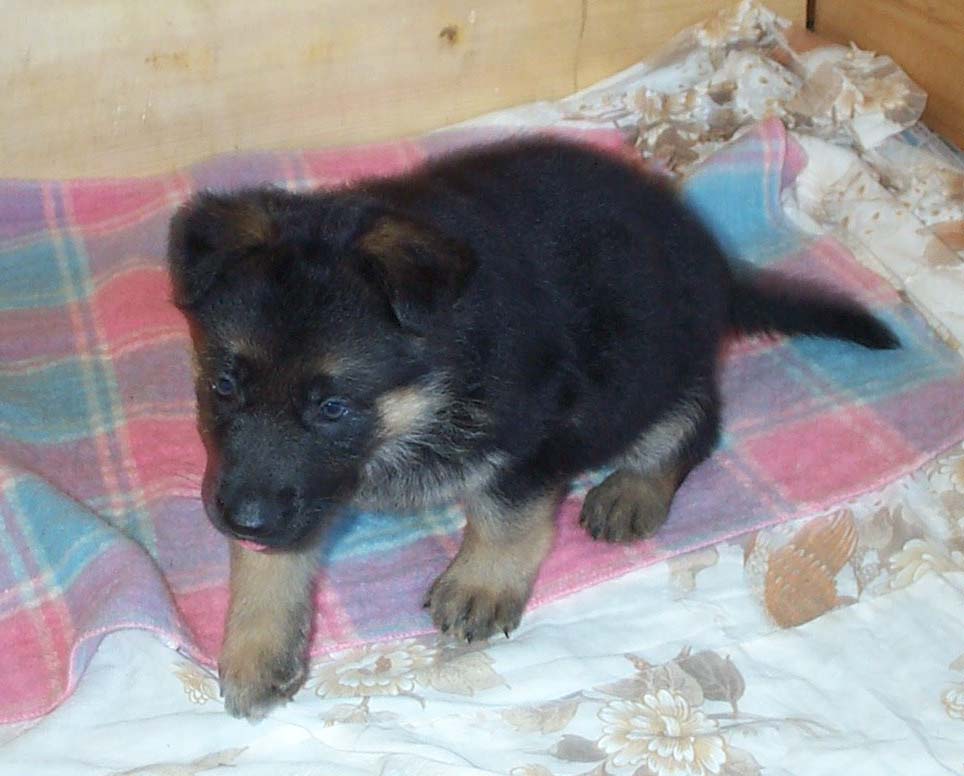 AMARADA C LITTER